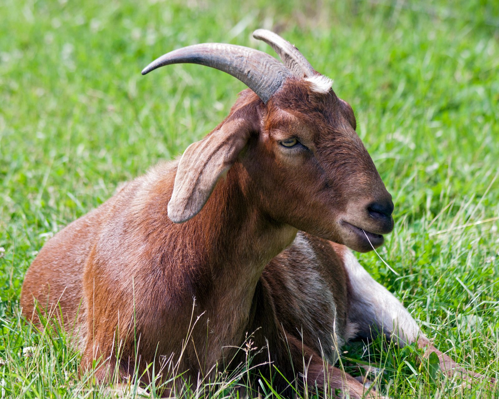 Fresh Grass fed lamb, goat meat,Chicken and eggs in Bangalore India