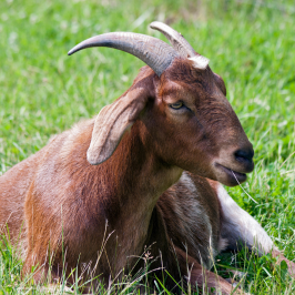 Hotha- Country Buck (Male Goat)