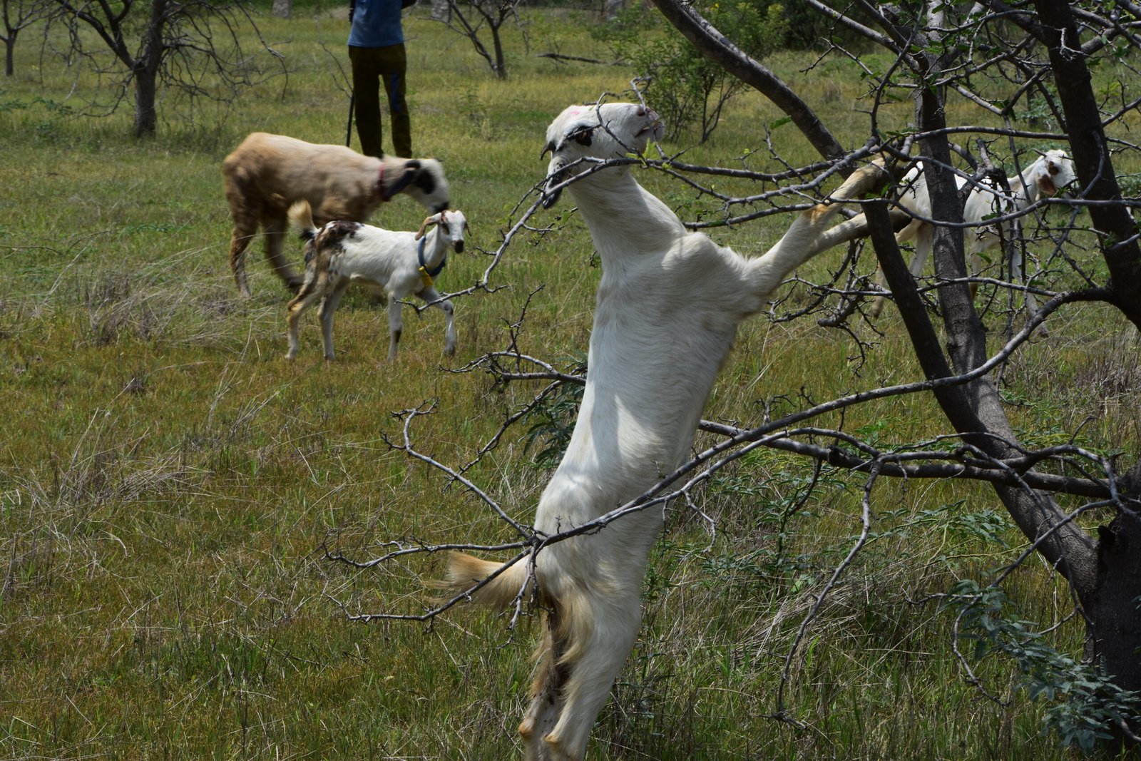 Native breeds